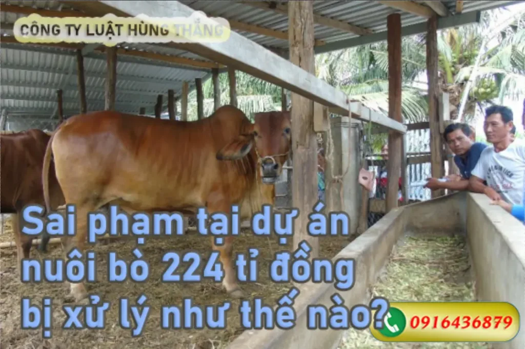 Xử lý sai phạm tại dự án nuôi bò 224 tỉ đồng